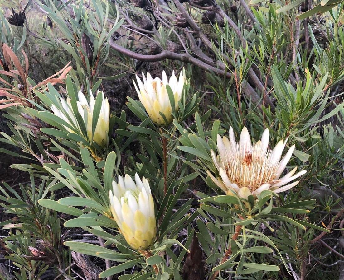 Welbedacht Game & Nature Reserve Tulbagh Exterior photo